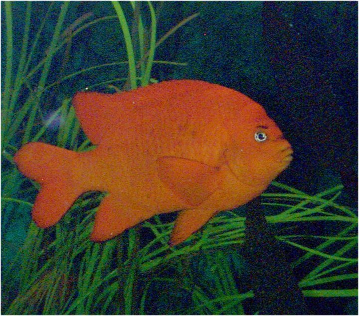 The Garibaldi Fish