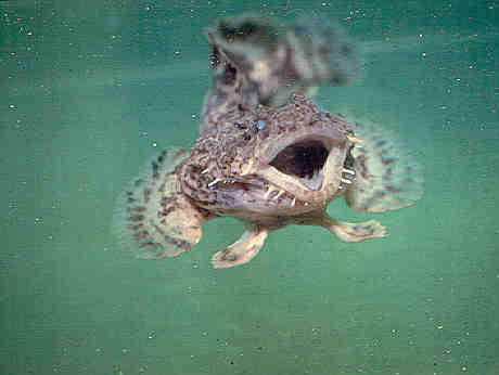 Toad Fish Images