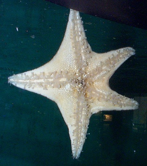 madreporite starfish. Madreporite plate: The