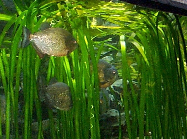 Piranha Aquarium