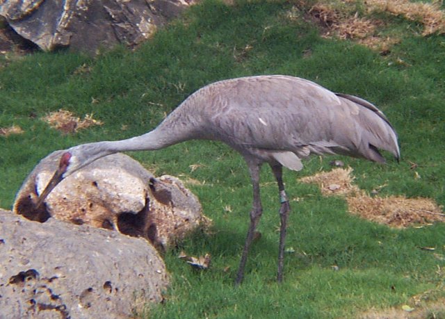 Male Sandhill Crane