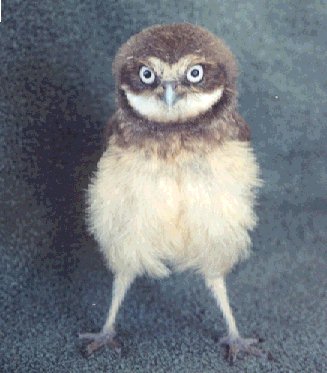 Burrowing Owl Chick. Page about Burrowing Owls,