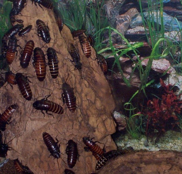 Madagascar Hissing Roaches Diet Food