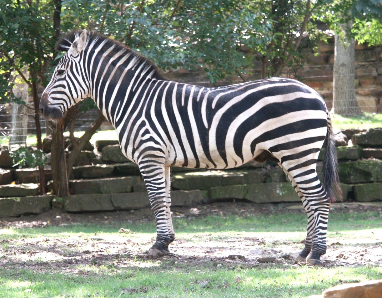 Plains Zebra: WhoZoo