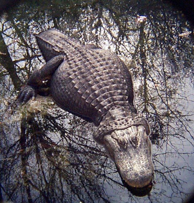 American Alligators Eating