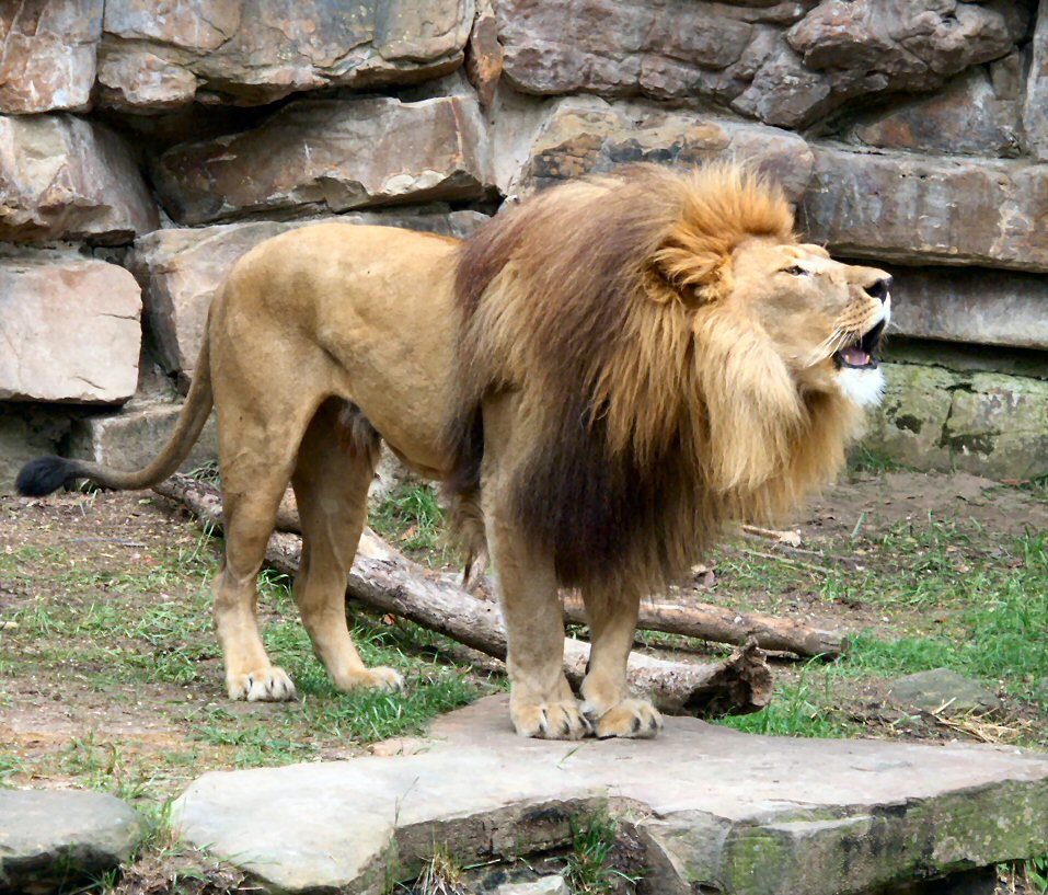 lion roar pictures