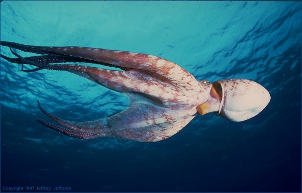 Octopus Coral Reef