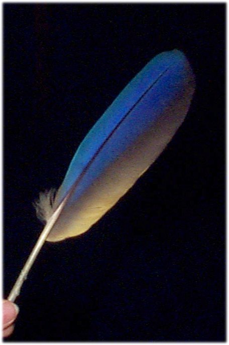 flight contour feather