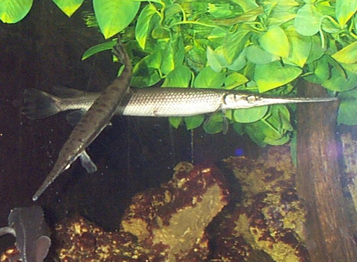 Pictures Of Gar - Free Gar pictures 