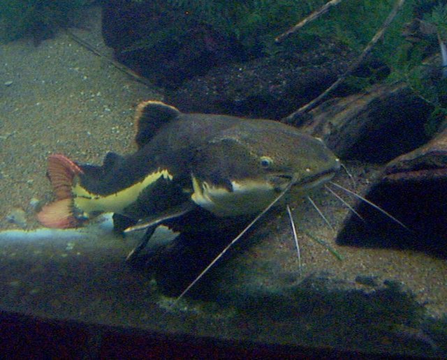 cat fish photo