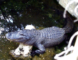 {alligator}