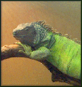 {green iguana}