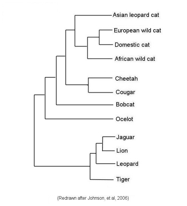 http://whozoo.org/mammals/Carnivores/cat_phylogeny.jpg