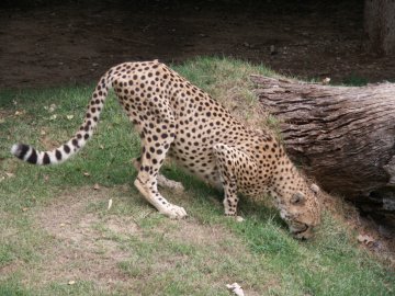 cheetah.jpg (177867 bytes)
