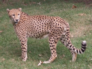cheetah2.jpg (180152 bytes)