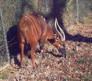 Bongo Deer