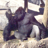 {gorilla}