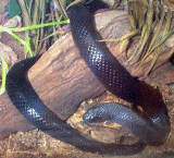Black Milk Snake