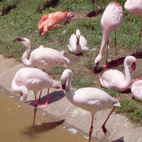 Article Review: Lesser Flamingo