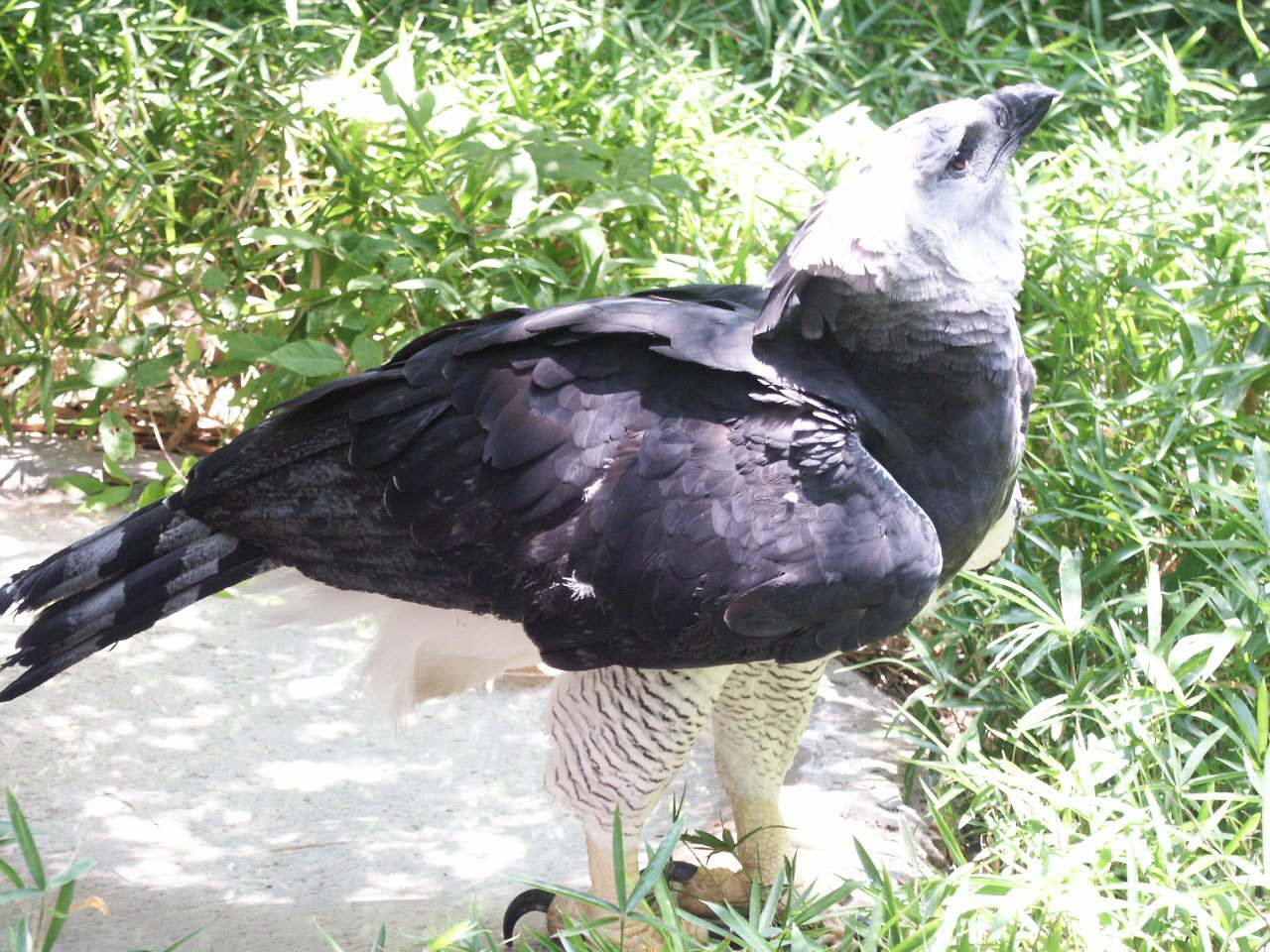 Harpy Eagle: WhoZoo
