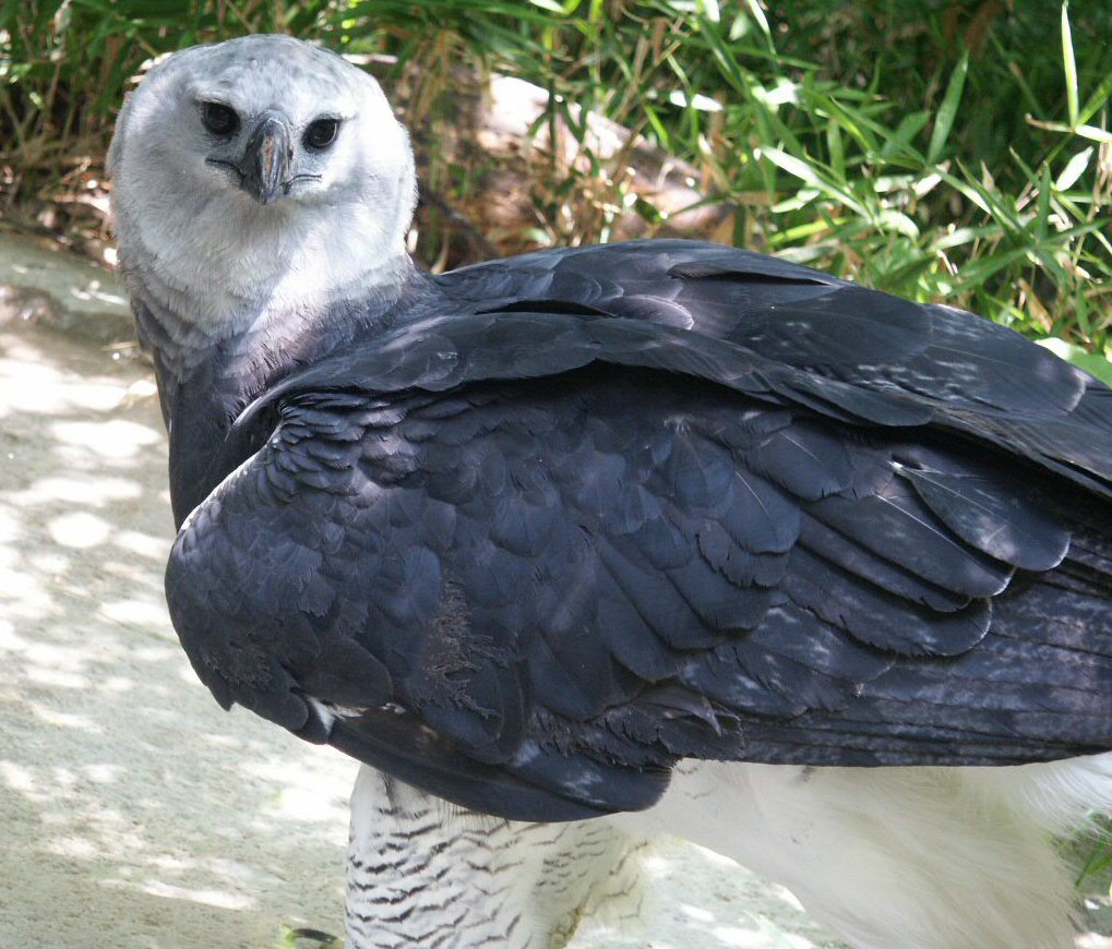 Harpy Eagle as a Flagship for Community-based Conservation and