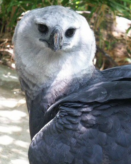 Harpy Eagles, the Largest Raptors of Belize — Inspire EdVentures