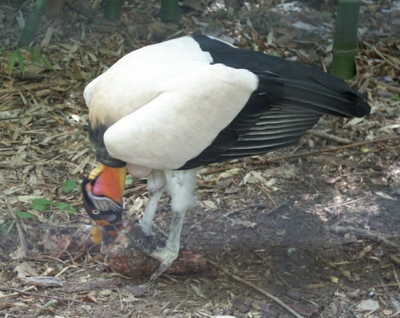 King vulture Fort Worth Zoo