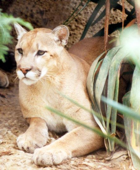 Mountain Lion Cougar Whozoo [ 549 x 452 Pixel ]