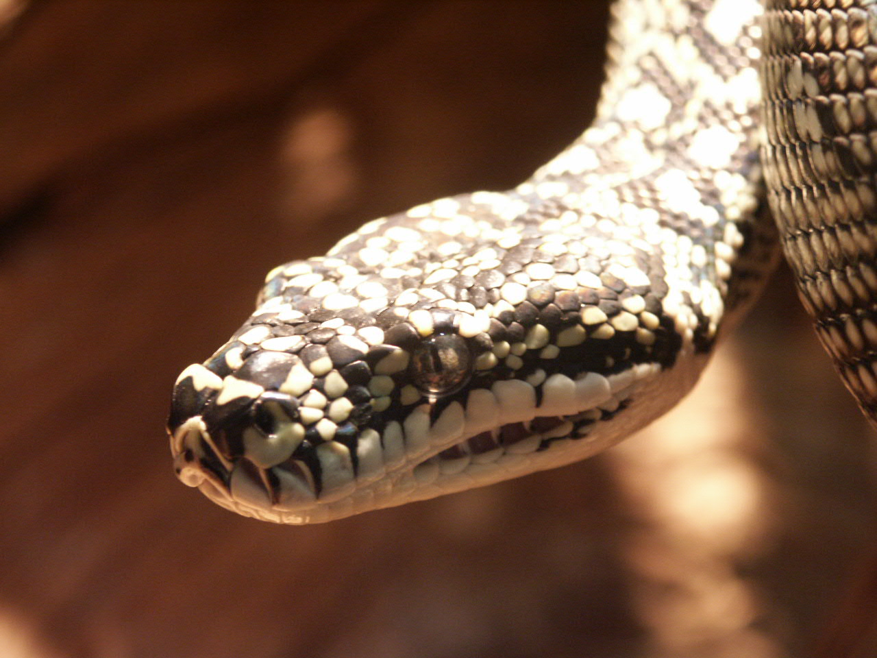 My observation of the Diamond Python was very exciting. 