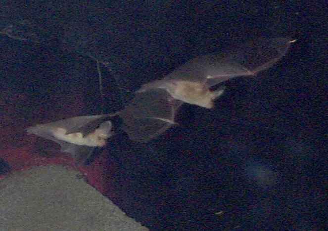 Bats at the Fort Worth Zoo