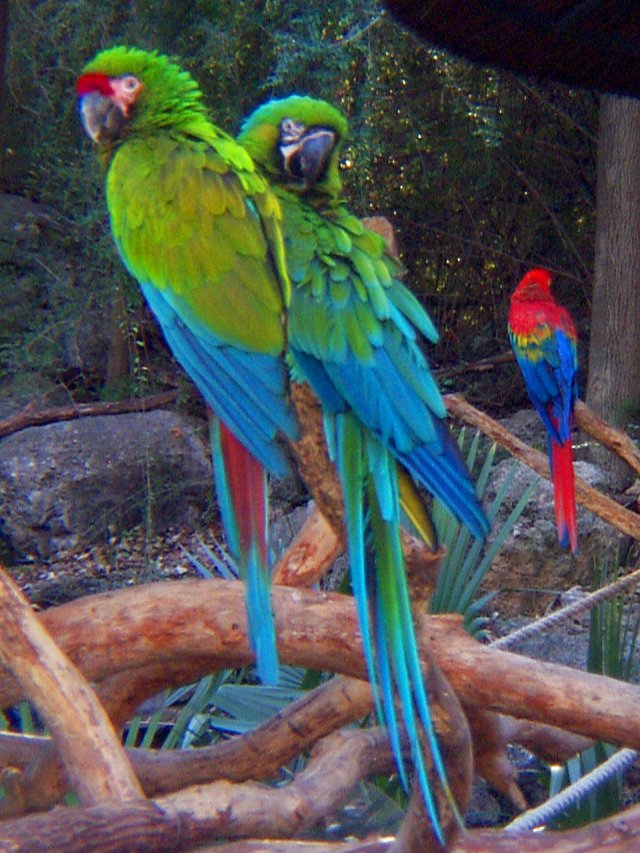 Military Macaw FWZ