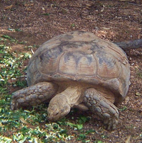 African Spurred Tortoise Habitat | www.pixshark.com ...