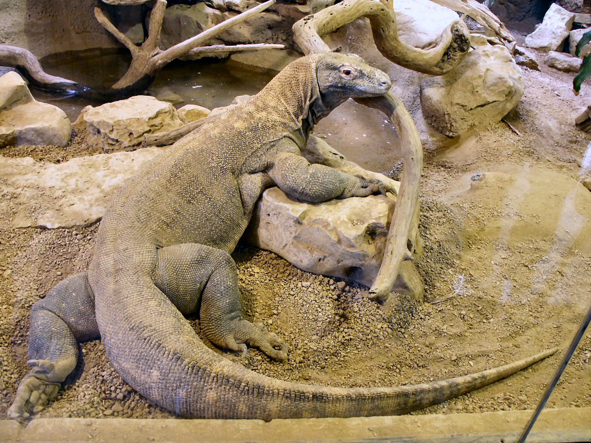 komodo dragon eating snake