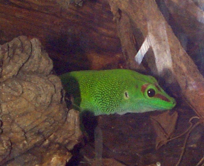 Giant Madagascar Day Gecko