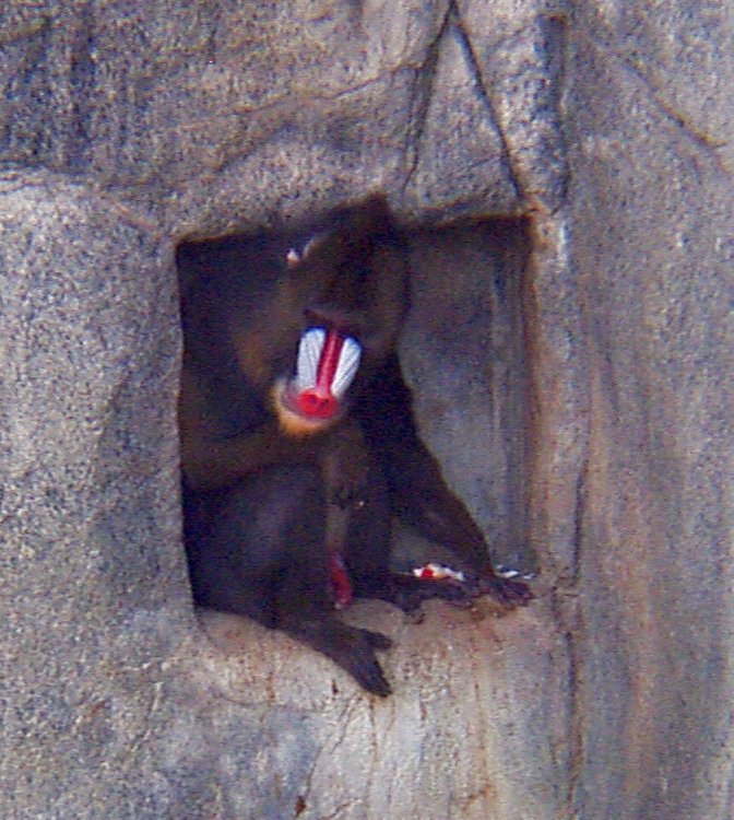 Mandrill in Rock Niche at Fort Worth Zoo