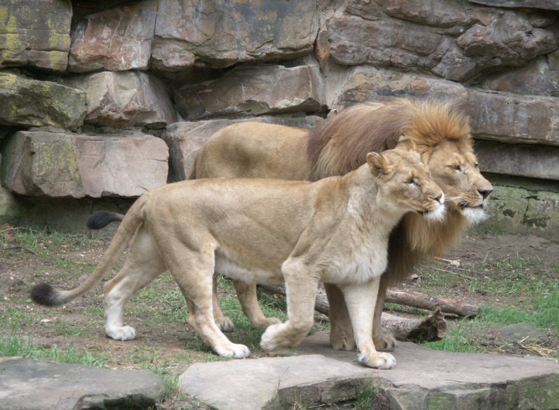 Можно считать что львы. Львица. Лев самка. Лев и львица. Лев самец и самка.