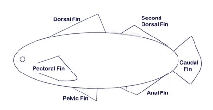 fishfins.jpg