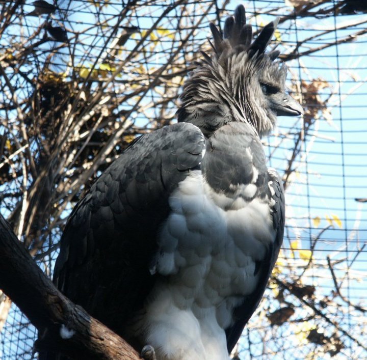 Harpy Eagles: WhoZoo