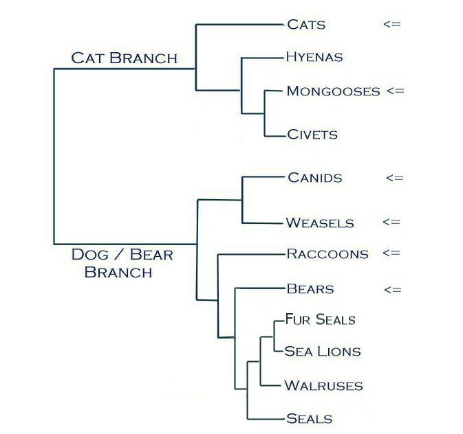 Felidae 2024 family tree