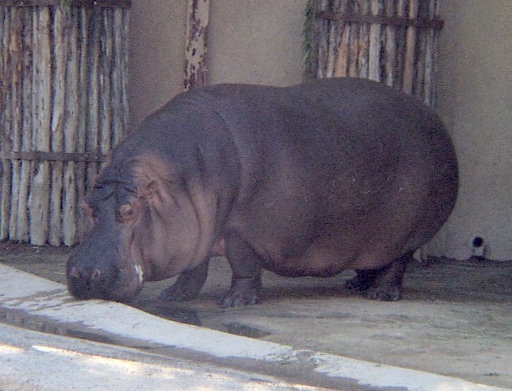 {hippos on land}