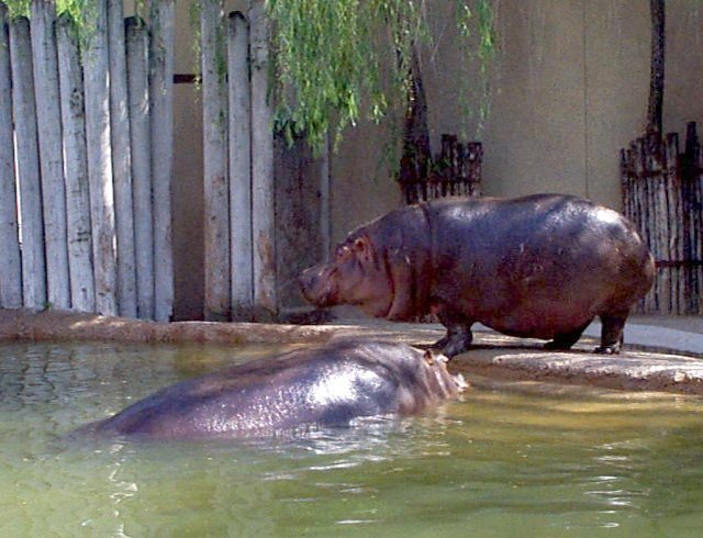 {hippos emerging}