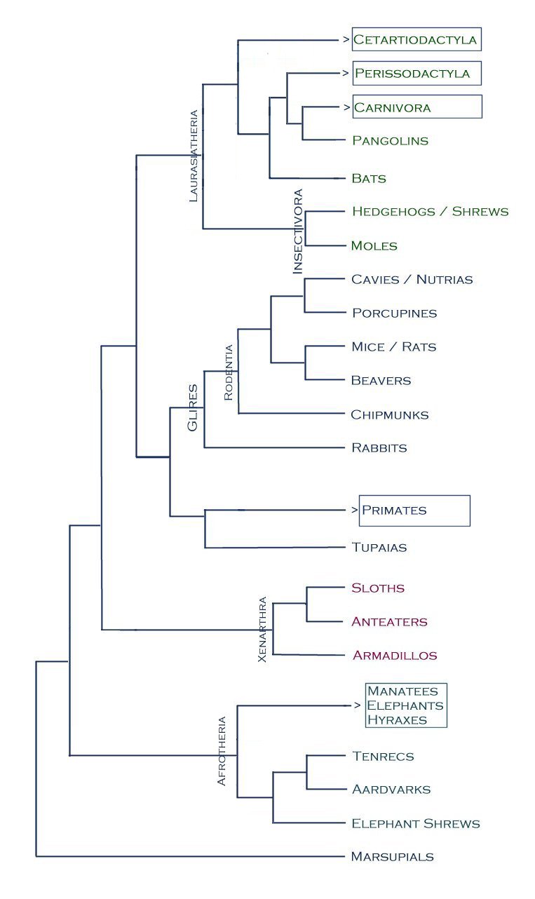 phylogenetic tree mammals