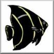 clnfish