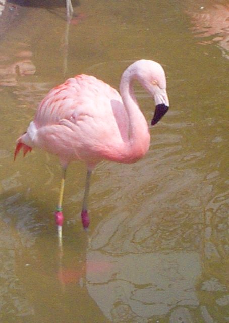 {Chilean Flamingo at the Fort Worth Zoo}
