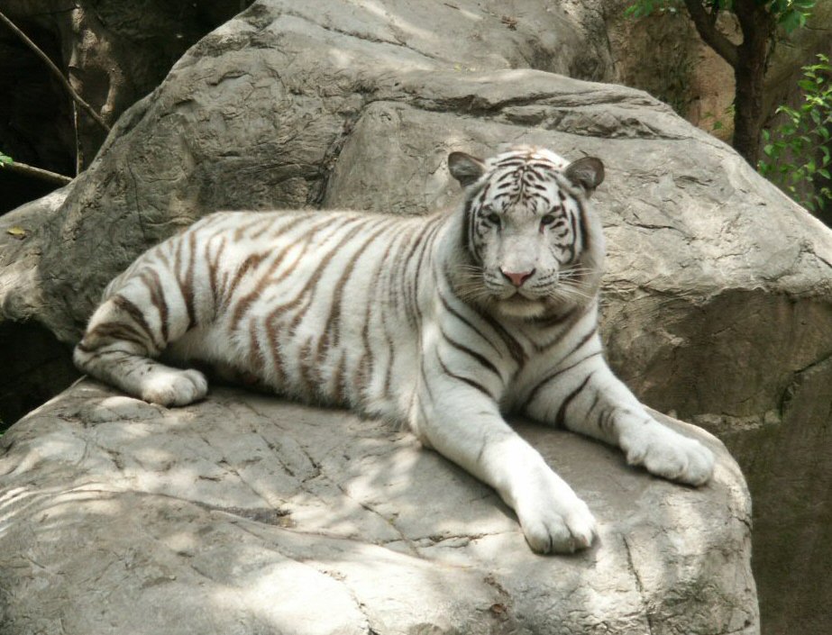 White Bengal Tiger: WhoZoo