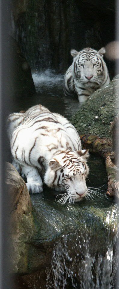 18 Incredible Bengal Tiger Facts 