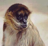 {Spider Monkey, Oakland Zoo}