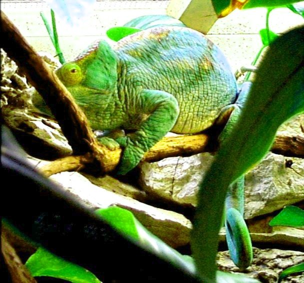 {Fort Worth Zoo Chameleon