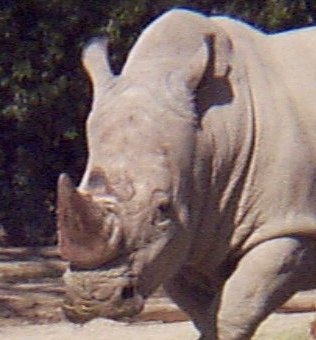 rhinoceros height and weight